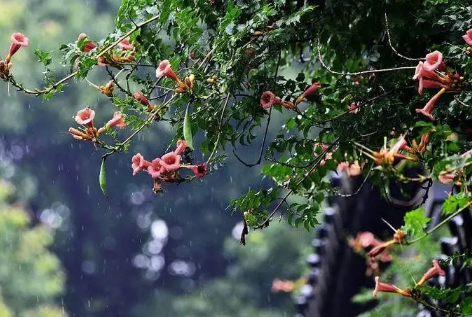 重庆2025何时入梅?梅雨季节天气如何