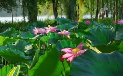 2025三伏天哪几天?如何防暑降温