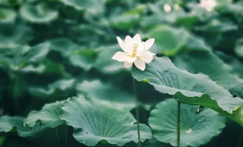 2025年深圳三伏天后就冷了吗?秋老虎会持续多久