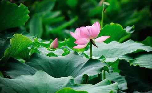 2025年深圳三伏天后就冷了吗?秋老虎会持续多久