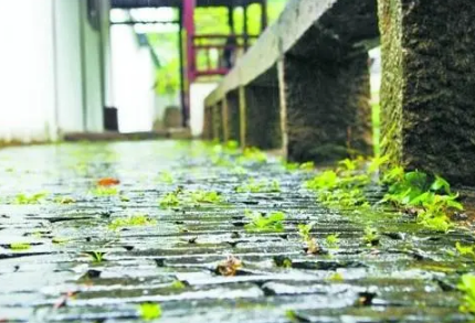 2025年入梅是几月几号?今年何时入梅