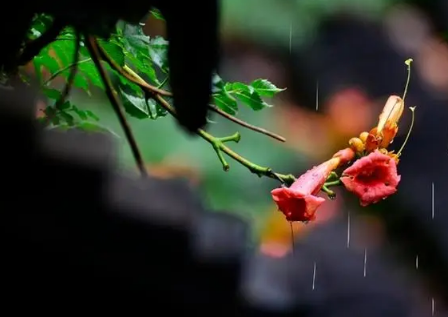 2025年入梅是几月几号?今年何时入梅