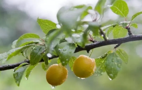 2025年入梅是几月几号?今年何时入梅