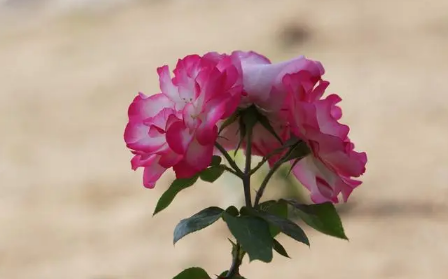 2025年5月长沙天气大概几度?夏季高温会提前吗