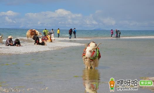 西藏旅游必备!3 种应对高原反应头疼的实用方法