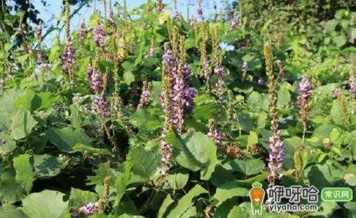 驴友必知!救命草提升生存机会,比手持装备有效得多