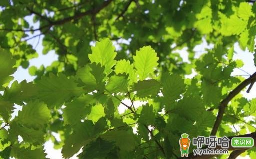 驴友必知!救命草提升生存机会,比手持装备有效得多