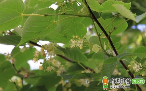 驴友必知!救命草提升生存机会,比手持装备有效得多