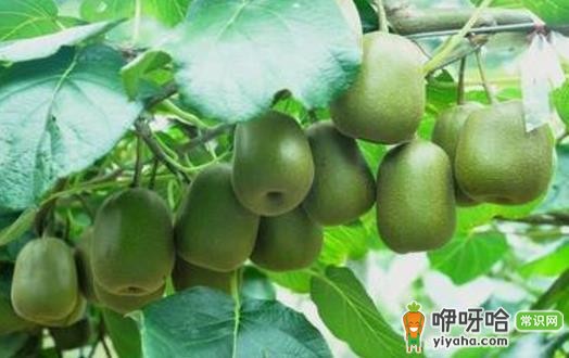 驴友必知!救命草提升生存机会,比手持装备有效得多