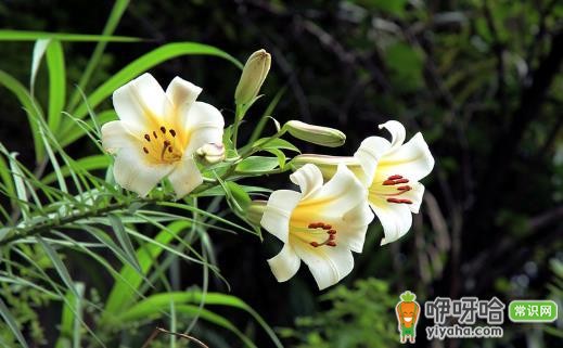 驴友必知!救命草提升生存机会,比手持装备有效得多