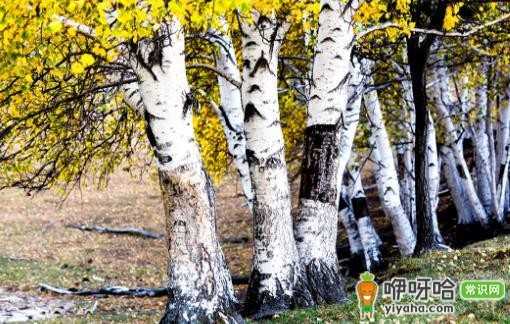 驴友必知!救命草提升生存机会,比手持装备有效得多