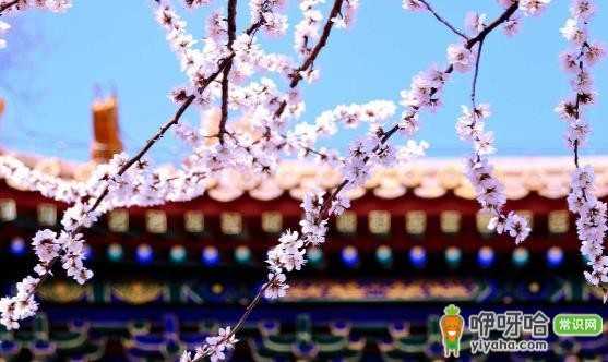 赏花后防过敏护理攻略,踏青赏花好时节掌握这些方法很重要