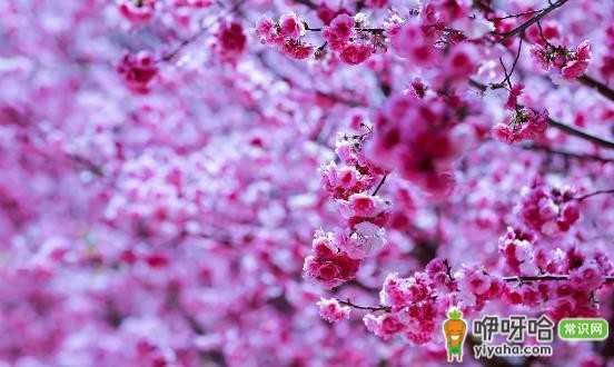 赏花后防过敏护理攻略,踏青赏花好时节掌握这些方法很重要