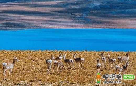 应对高山反应的方法,别让高山反应把美好行程变成噩梦