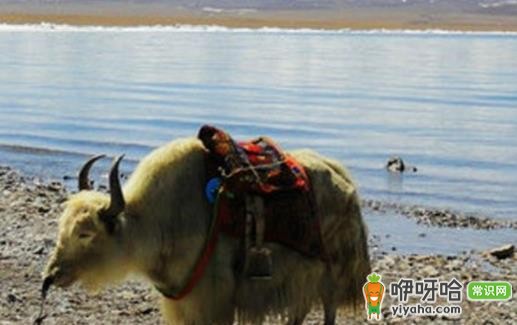 应对高山反应的方法,别让高山反应把美好行程变成噩梦