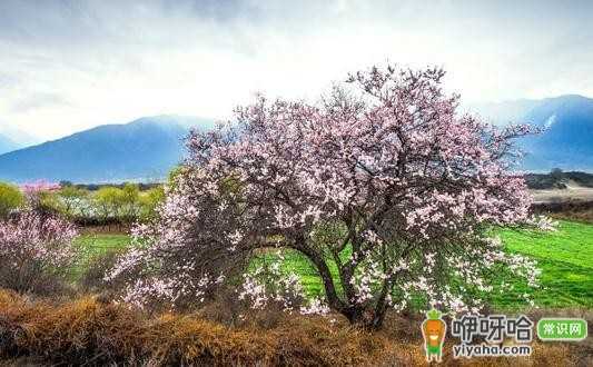 国内三大不得不去的春游胜地