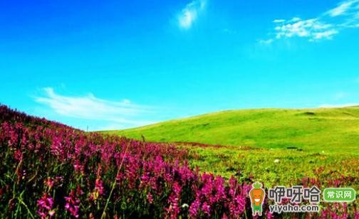 长征走过的最美湿地——若尔盖湿地,领略绝美生态奇观!