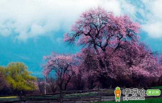 春游林芝!沉醉桃花海洋,绝美赏花体验别错过