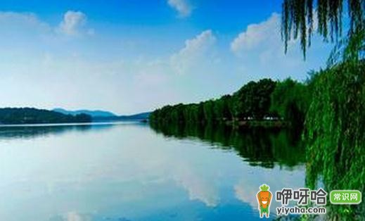 千年娑罗树!探秘西湖灵隐寺的古老传奇