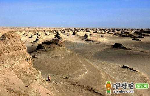 震撼!罗布泊再现飞鸟走兽奇景 生态复苏引关注