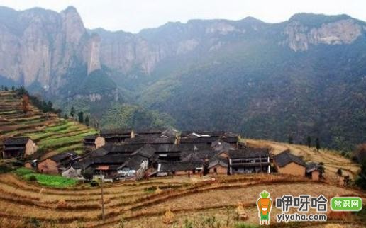 浙江仙居采杨梅,体验夏日限定酸甜!