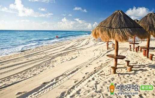 墨西哥必看!超震撼的仙人掌景观等你赏