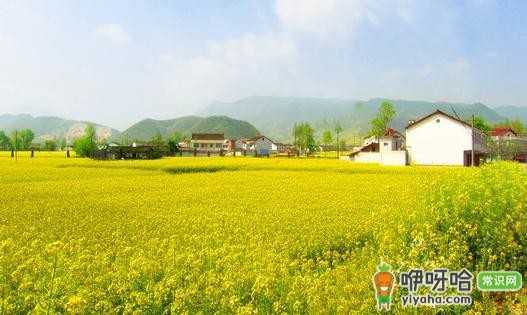 三月必赏!漫天金黄油菜花盛宴来袭