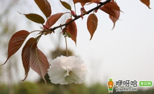 杭州西溪必赏!芦获飞雪绝美景观