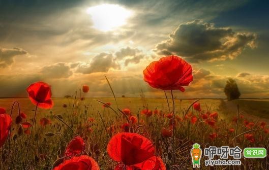 旅途中饮食学问大,掌握这些要点让你的旅行更健康!