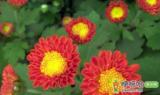 清明节踏青要注意!3大要点提防光过敏