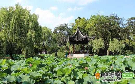 必去!经典园林拙政园,领略江南园林之美