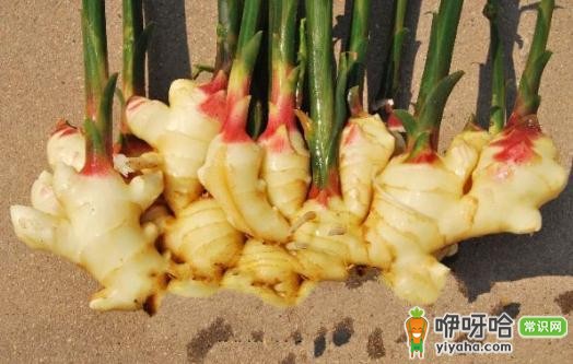 户外活动中生姜的5大另类妙用