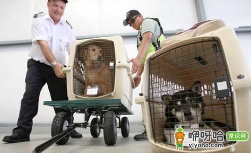 宠物带出国可行吗?掌握这几步轻松把宠物带出国!
