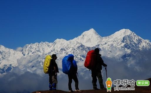 户外活动必知!3种救命草认识一下