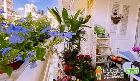 为什么很多高档小区没阳台?5大核心原因解析