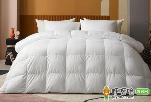 鹅绒被防螨虫吗?3个真相告诉你到底能不能防