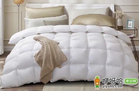 鹅绒被防螨虫吗?3个真相告诉你到底能不能防