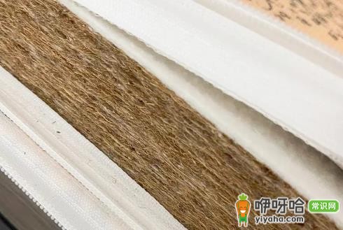 椰棕会不会生虫子?3个真相告诉你答案