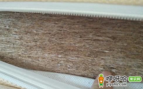 椰棕会不会生虫子?3个真相告诉你答案