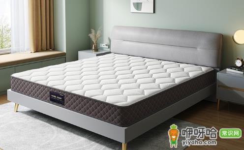 椰棕床垫会长虫子吗?3大原因+实用预防方法