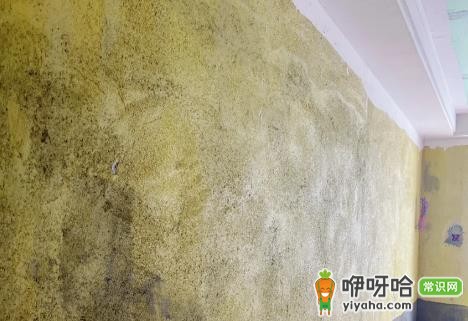 墙面拉毛用108胶还是墙固?哪个效果更好?