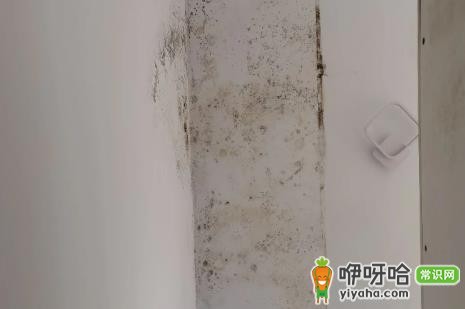 外墙渗水到内墙能彻底解决吗?3招轻松搞定