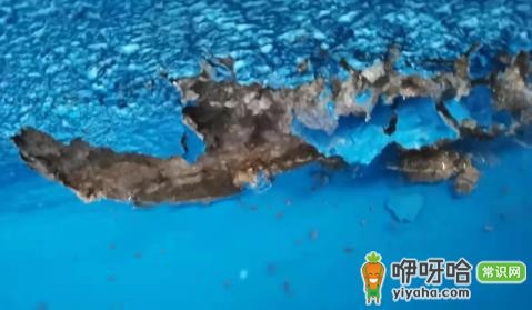 补漏防水胶气味重有毒吗?3大真相告诉你