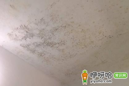 屋里棚顶发霉怎么回事？3大常见原因解析