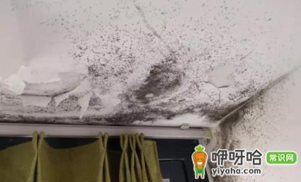 屋里棚顶发霉怎么回事?3大常见原因解析