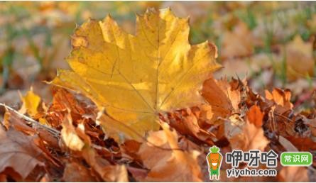 壁纸发黄怎么刷掉?3种有效去除方法推荐