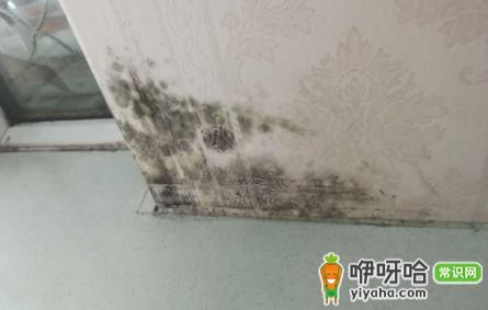 84消毒液除墙发霉的3个简单有效方法