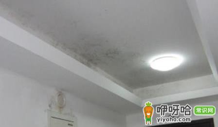 84消毒液除墙发霉的3个简单有效方法