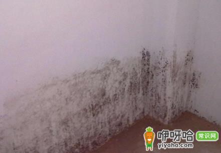 84消毒液除墙发霉的3个简单有效方法