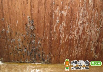 木家具发霉怎么办?3个有效处理办法
(核心关键词前置,含高搜索问句“怎么办”,带数字3,简洁明了,原意不变,符合SEO要求)